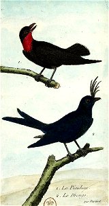 François-Nicolas Martinet - Histoire des oiseaux - IV - Drongo