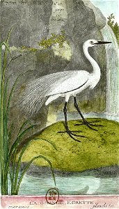 François-Nicolas Martinet - Histoire des oiseaux - VII - Grande Aigrette