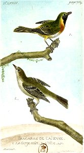 François-Nicolas Martinet - Histoire des oiseaux - III - Tangaras