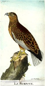 François-Nicolas Martinet - Histoire des oiseaux - Harpaye