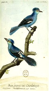 François-Nicolas Martinet - Histoire des oiseaux - V - Rolliers d'Amérique