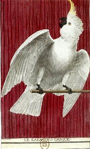 François-Nicolas Martinet - Histoire des oiseaux - cacatoès casqué