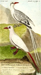 François-Nicolas Martinet - Histoire des oiseaux - VIII - Paille-en-cul