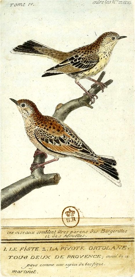 François-Nicolas Martinet - Histoire des oiseaux - IV - Fiste et Pivote