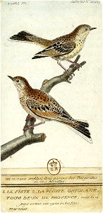 François-Nicolas Martinet - Histoire des oiseaux - IV - Fiste et Pivote