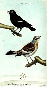 François-Nicolas Martinet - Histoire des oiseaux - IV - Clinot et Tarier