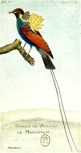 François-Nicolas Martinet - Histoire des oiseaux - V -Oiseau de Paradis le magnifique