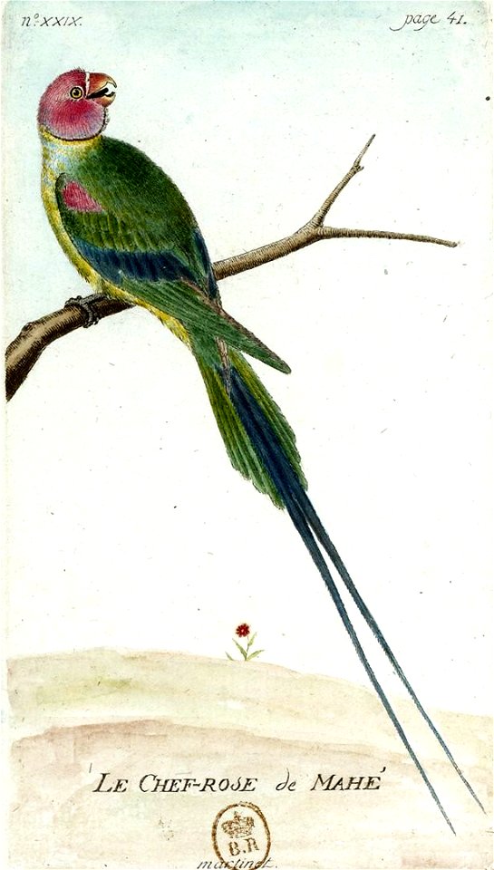 François-Nicolas Martinet - Histoire des oiseaux - Chef rose