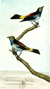 François-Nicolas Martinet - Histoire des oiseaux - III -Tangaras du Brésil