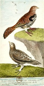 François-Nicolas Martinet - Histoire des oiseaux - Gélinotte du Canada et d'Ecosse