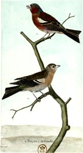 François-Nicolas Martinet - Histoire des oiseaux - III - Pinson