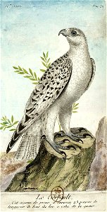 François-Nicolas Martinet - Histoire des oiseaux - Gerfaut