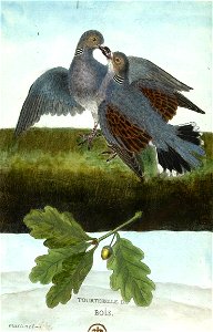 François-Nicolas Martinet - Histoire des oiseaux - tourterelle des bois