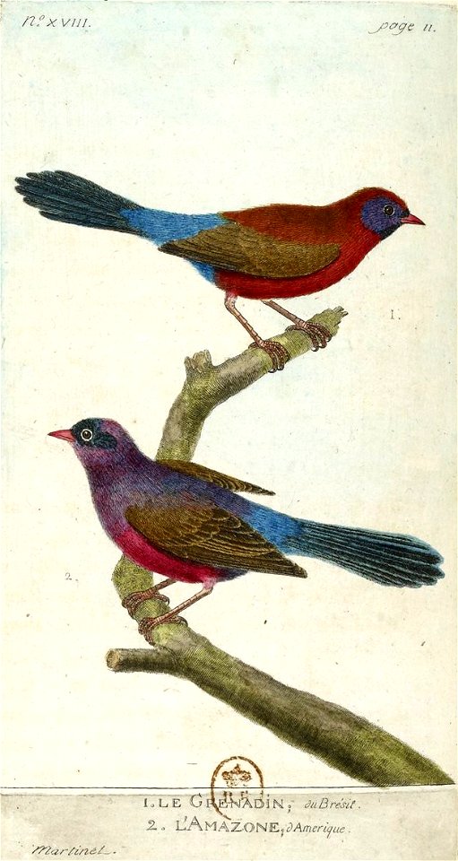 François-Nicolas Martinet - Histoire des oiseaux - III - Grenadin