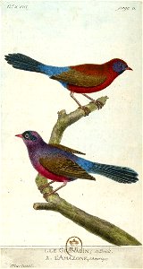 François-Nicolas Martinet - Histoire des oiseaux - III - Grenadin