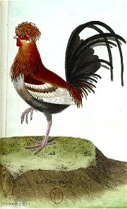 François-Nicolas Martinet - Histoire des oiseaux - Coq huppé