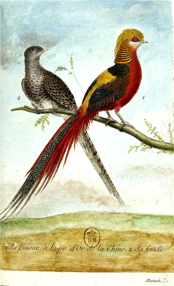 François-Nicolas Martinet - Histoire des oiseaux -faisan à huppe d'or et sa femelle