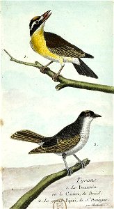 François-Nicolas Martinet - Histoire des oiseaux - IV - btv1b8454706k 276