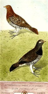 François-Nicolas Martinet - Histoire des oiseaux - Gélinotte du Canada et sa femelle