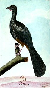 François-Nicolas Martinet - Histoire des oiseaux - Maraye