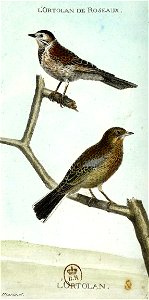 François-Nicolas Martinet - Histoire des oiseaux - III - Ortolan