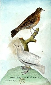 François-Nicolas Martinet - Histoire des oiseaux - IV - Farlouse