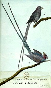 François-Nicolas Martinet - Histoire des oiseaux - III - Coliou