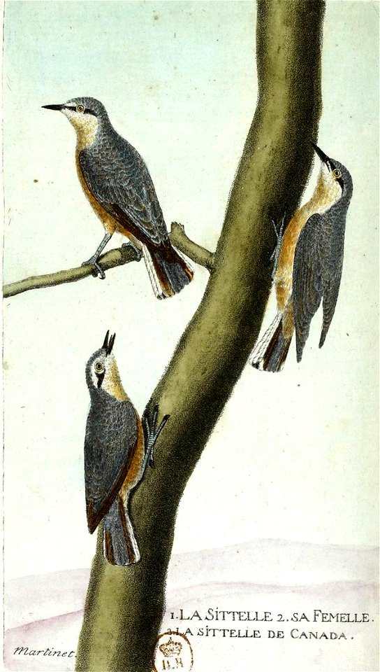 François-Nicolas Martinet - Histoire des oiseaux - IV - Sittelles