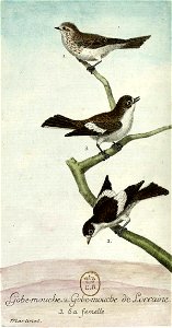 François-Nicolas Martinet - Histoire des oiseaux - IV - Gobe-mouche