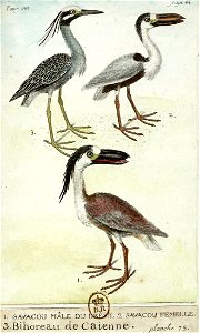 François-Nicolas Martinet - Histoire des oiseaux - VII - Savacou et Bihoreau
