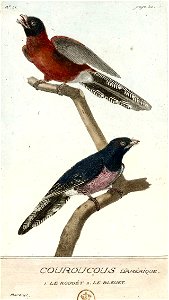 François-Nicolas Martinet - Histoire des oiseaux - Couroucous d'Amérique