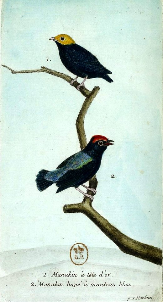 François-Nicolas Martinet - Histoire des oiseaux - IV - Manakin à tête d'or