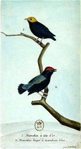 François-Nicolas Martinet - Histoire des oiseaux - IV - Manakin à tête d'or