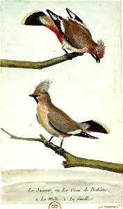 François-Nicolas Martinet - Histoire des oiseaux - V - Jaseur