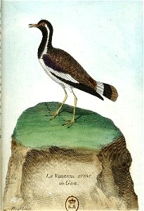 François-Nicolas Martinet - Histoire des oiseaux - VII - Vanneau armé de Goa