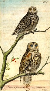 François-Nicolas Martinet - Histoire des oiseaux - IV - Chat-huant