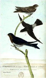François-Nicolas Martinet - Histoire des oiseaux - IV - Hirondelles de rivage et de Cayenne