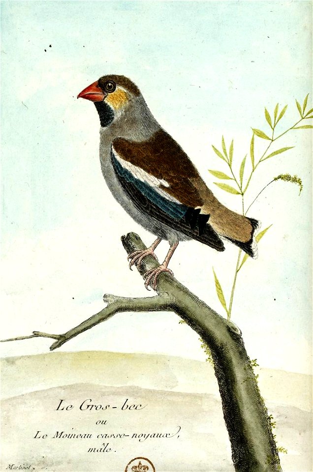 François-Nicolas Martinet - Histoire des oiseaux - III - Gros-bec casse-noyaux