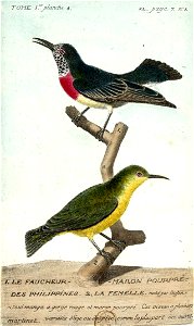 François-Nicolas Martinet - Histoire des oiseaux - Faucheur des Philippines