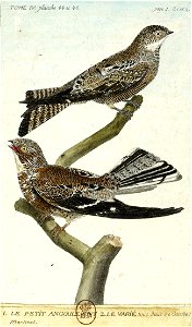 François-Nicolas Martinet - Histoire des oiseaux - IV - Petit Engoulevent