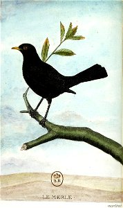 François-Nicolas Martinet - Histoire des oiseaux - V - Merle