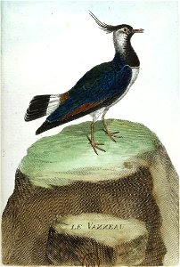 François-Nicolas Martinet - Histoire des oiseaux - VII -Vanneau