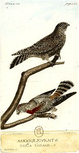 François-Nicolas Martinet - Histoire des oiseaux - IV - Engoulevents de Guyane