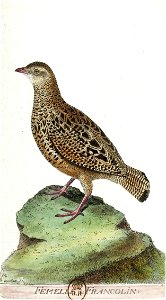 François-Nicolas Martinet - Histoire des oiseaux - Francolin femelle