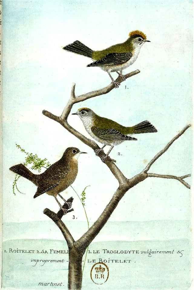François-Nicolas Martinet - Histoire des oiseaux - IV - Roitelet et Troglodyte