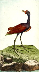 François-Nicolas Martinet - Histoire des oiseaux - VII - Jacanidae