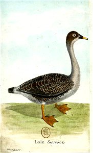 François-Nicolas Martinet - Histoire des oiseaux - Oie sauvage