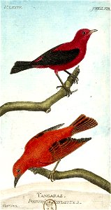 François-Nicolas Martinet - Histoire des oiseaux - III - tangar pourpré