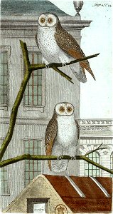 François-Nicolas Martinet - Histoire des oiseaux - IV -Effraie