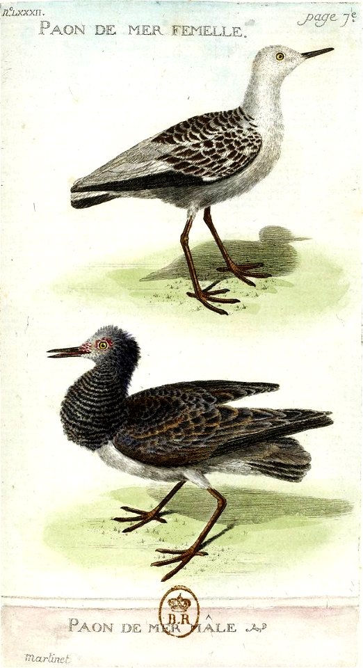 François-Nicolas Martinet - Histoire des oiseaux - VII - paon de mer